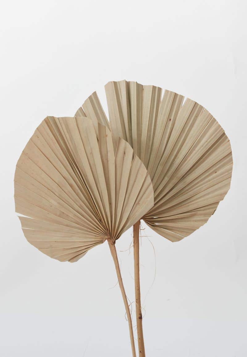 Dried Palm Fan – Styles By Shell