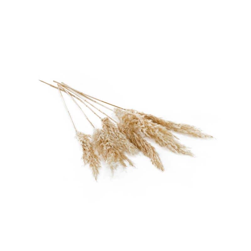 Slim Dried Pampas Grass Pack of 6